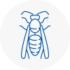Bolsover Wasp Nest Removal